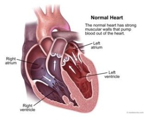 Internal Heart Image
