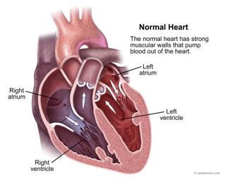 How the Normal Heart Works
